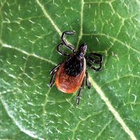 Uzmanlardan kene uyarısı! Eğer bu belirtiler olursa...