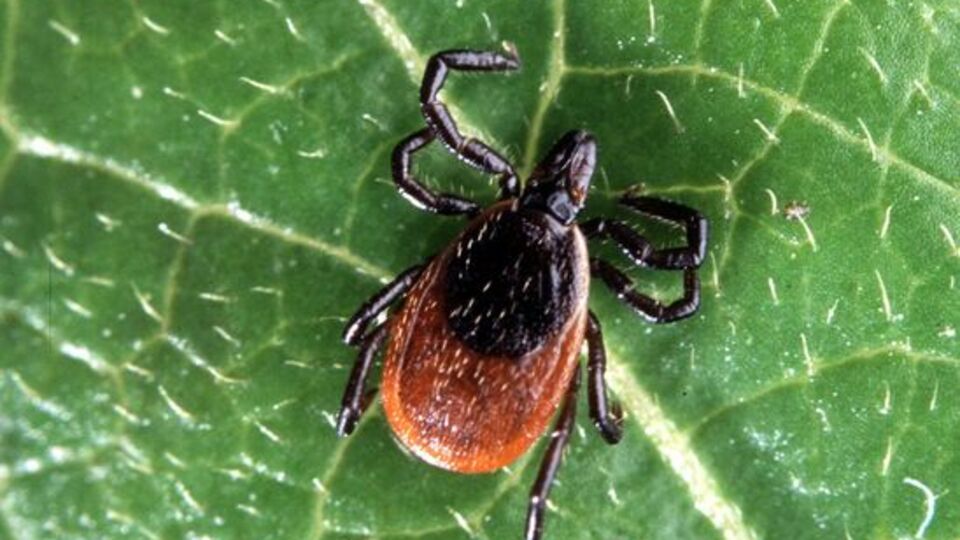 Uzmanlardan kene uyarısı! Eğer bu belirtiler olursa...