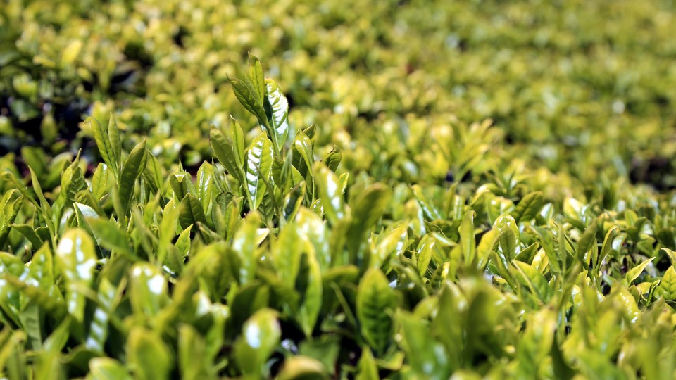 Her işçi ortalama 3-4 bin dolar kazanıyor