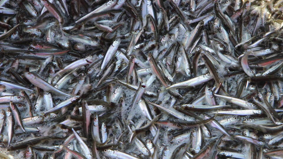 Türkiye'de 1 lira, Avrupa'da 33 lira