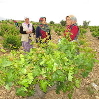 Yeşili 10 TL, salamurası 40 TL