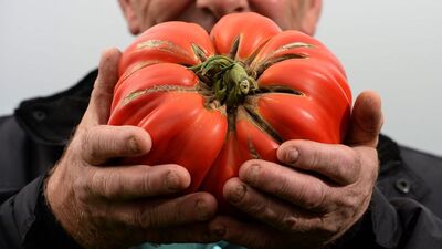 İşte dünyada domatesin kralı