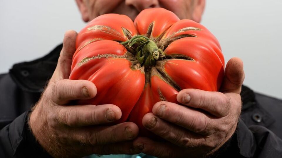 İşte dünyada domatesin kralı