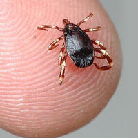 Dikkat! Müdahale edilmeyen KKKA 10 gün içinde öldürür