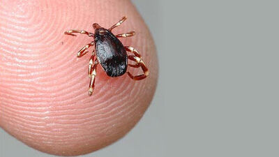 Dikkat! Müdahale edilmeyen KKKA 10 gün içinde öldürür