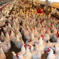 Uzmanlardan kuş gribi uyarısı!