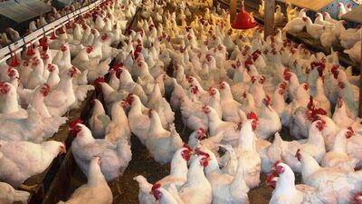 Uzmanlardan kuş gribi uyarısı!