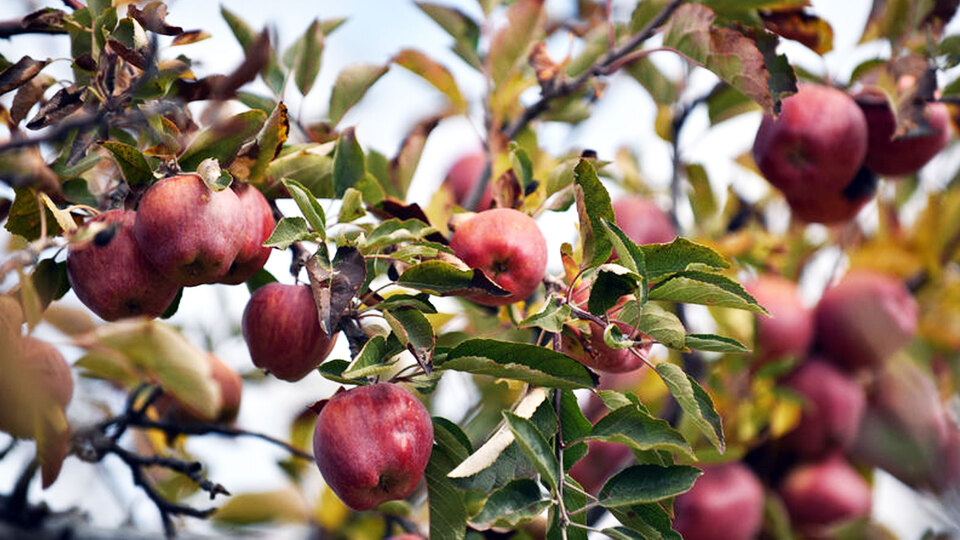 Kabuğuyla yediğiniz her bir elma bakın size nasıl dönüyor...