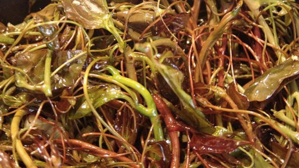 O bitki kanı temizliyor, frengiyi tedavi ediyor!