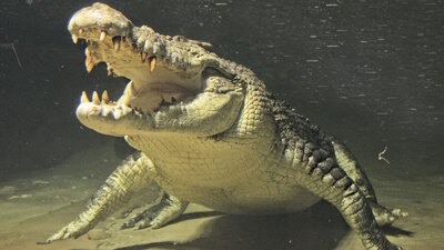 5 metrelik timsah günde 15 tavuk tüketiyor