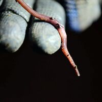 Evinin odasında yetiştiriyor