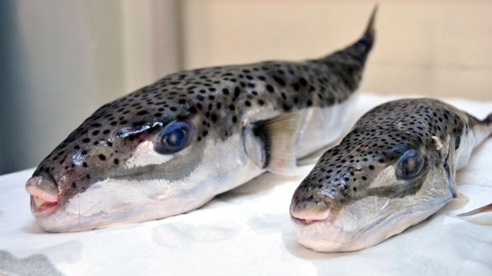 Balon balıkları ve insanlar aynı diş genine sahip!