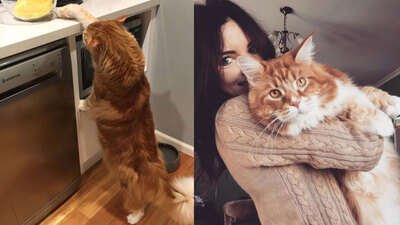 İşte dünyanın en uzun kedisi Omar