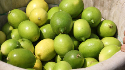 İşte limon mucizesi...