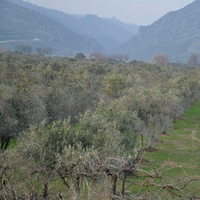 Zeytinlikler yatırıma açılacak