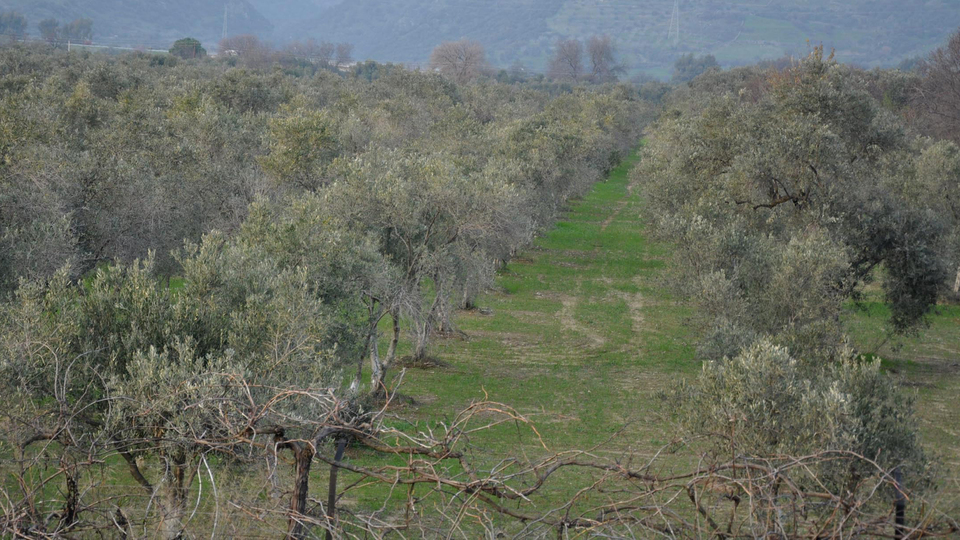 Zeytinlikler yatırıma açılacak