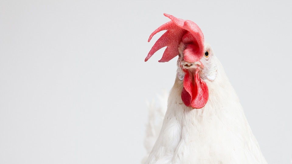 Piliç eti üretiminde Türkiye atağı