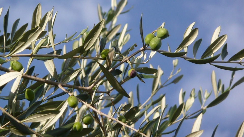 Zeytinliklerle ilgili flaş açıklama