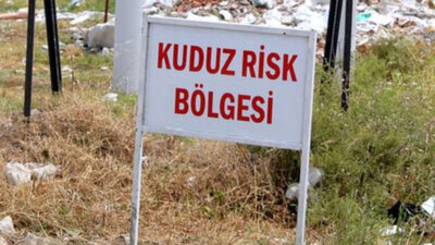 Bursa'da kuduz alarmı! Karantinaya alındı