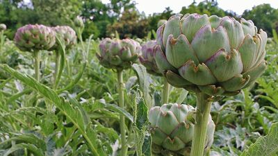 İspanyolu iki kat daha iyi çıktı