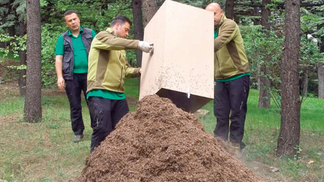 Başbakanlık'a karınca koruması!