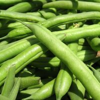 "Fasulye belki de seneye olmayacak"