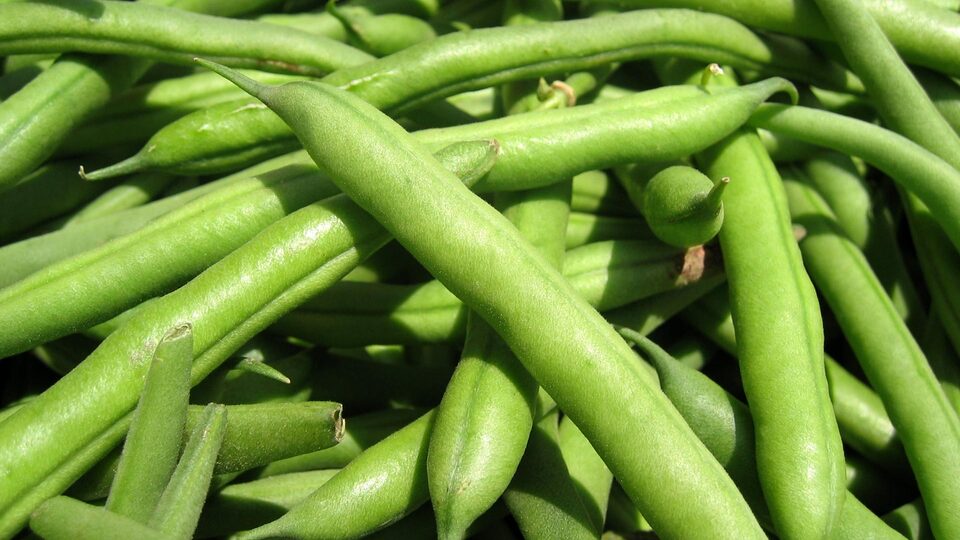 "Fasulye belki de seneye olmayacak"