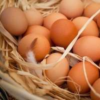 "Yumurta üreticisi intiharın eşiğine geldi"