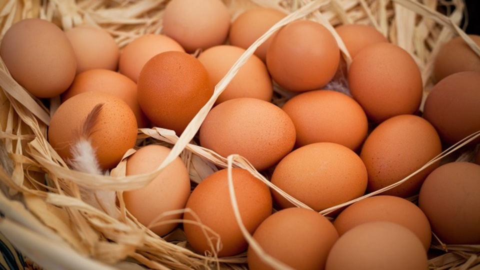 "Yumurta üreticisi intiharın eşiğine geldi"