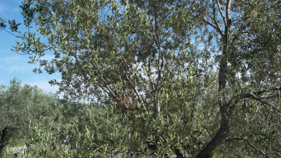 Tek ağaç da olsa zeytinlik kalacak