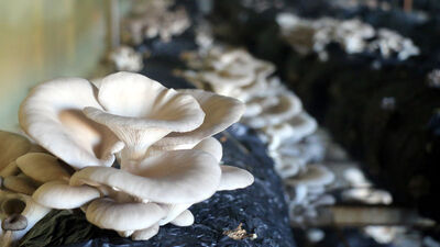 25 günde üretiliyor, 30 bin TL kazandırıyor