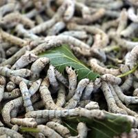 'Misafir odasından' gelen ek gelir!