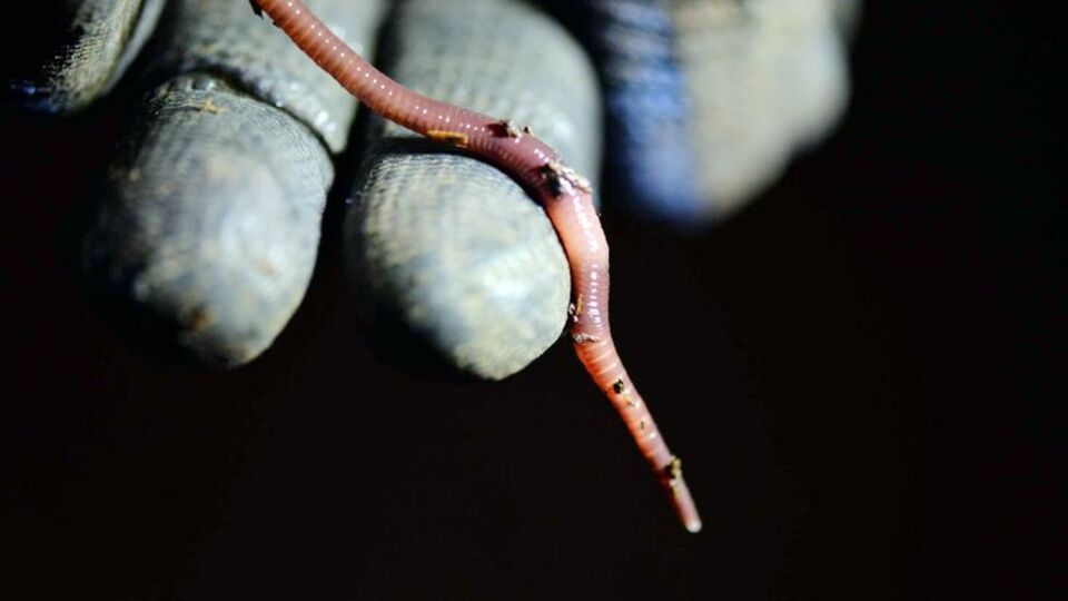 Tanesi 8 kuruş, kazancı ise...
