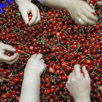 Yıllık 200 bin tona yakın...