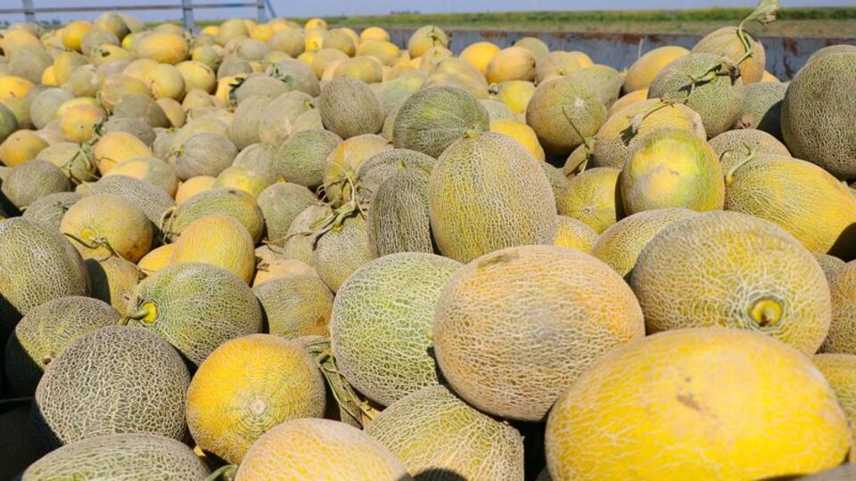 "Kabak tadı" vermeye başladı