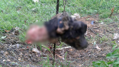 Esrarengiz köpek ölümleri!