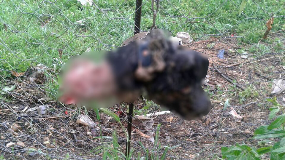 Esrarengiz köpek ölümleri!