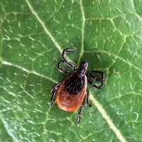 Bu belirtileri fark ederseniz hemen hastaneye gidin!