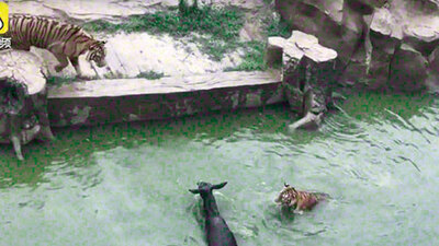 Çin'de pes dedirten görüntü