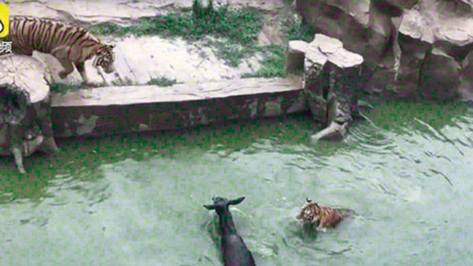 Çin'de pes dedirten görüntü