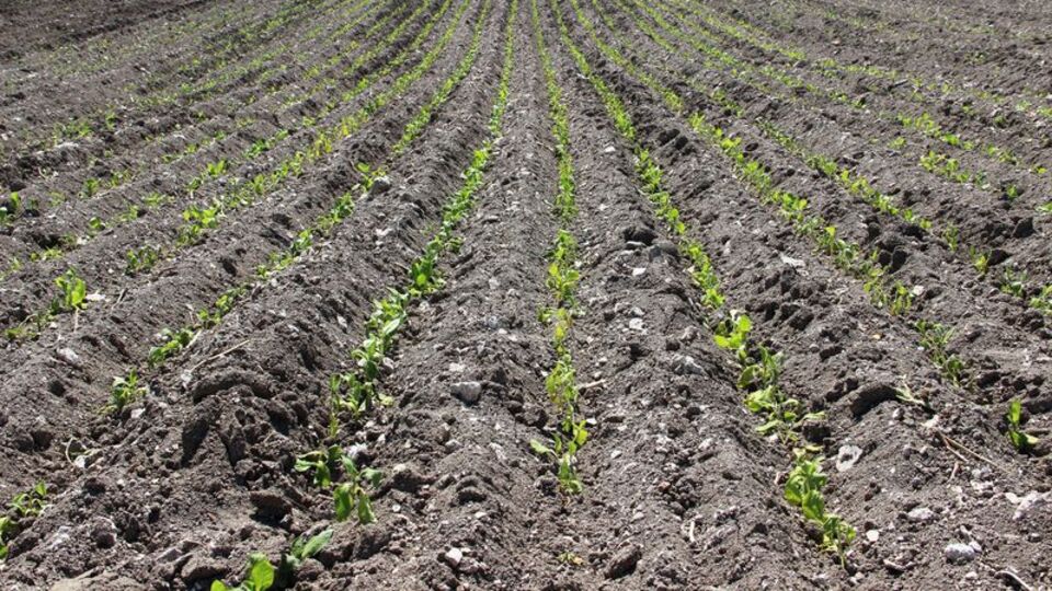 Fiyatlar yükseldi, üretimi arttı