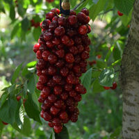 Üzüm zannedebilirsiniz ama bu...