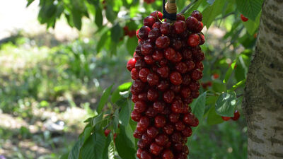 Üzüm zannedebilirsiniz ama bu...