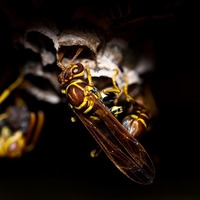 Yaylalara çıkmaya başladılar