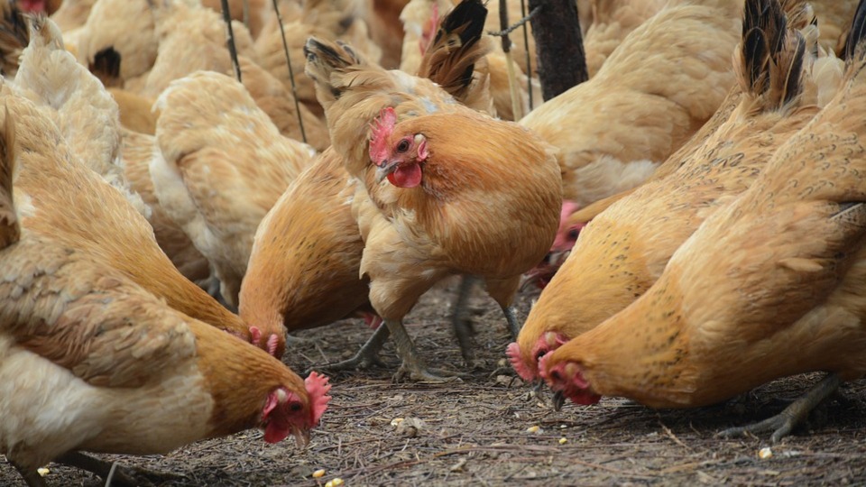 Piliç ihracatında büyük artış