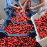 Manisa'dan çıkıyor! AB ülkeleri sıraya giriyor