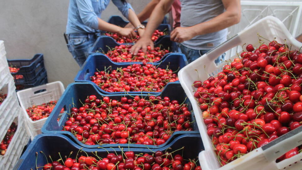 Manisa'dan çıkıyor! AB ülkeleri sıraya giriyor