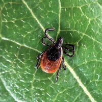 Kene hastalık saçıyor!