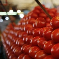 Rusya'dan domates açıklaması