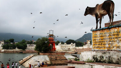 Hintliler artık kutsal inek istemiyor!
